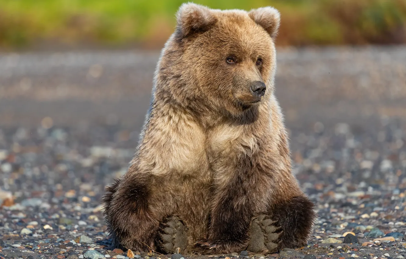 Photo wallpaper paws, bear, sitting, Grizzly