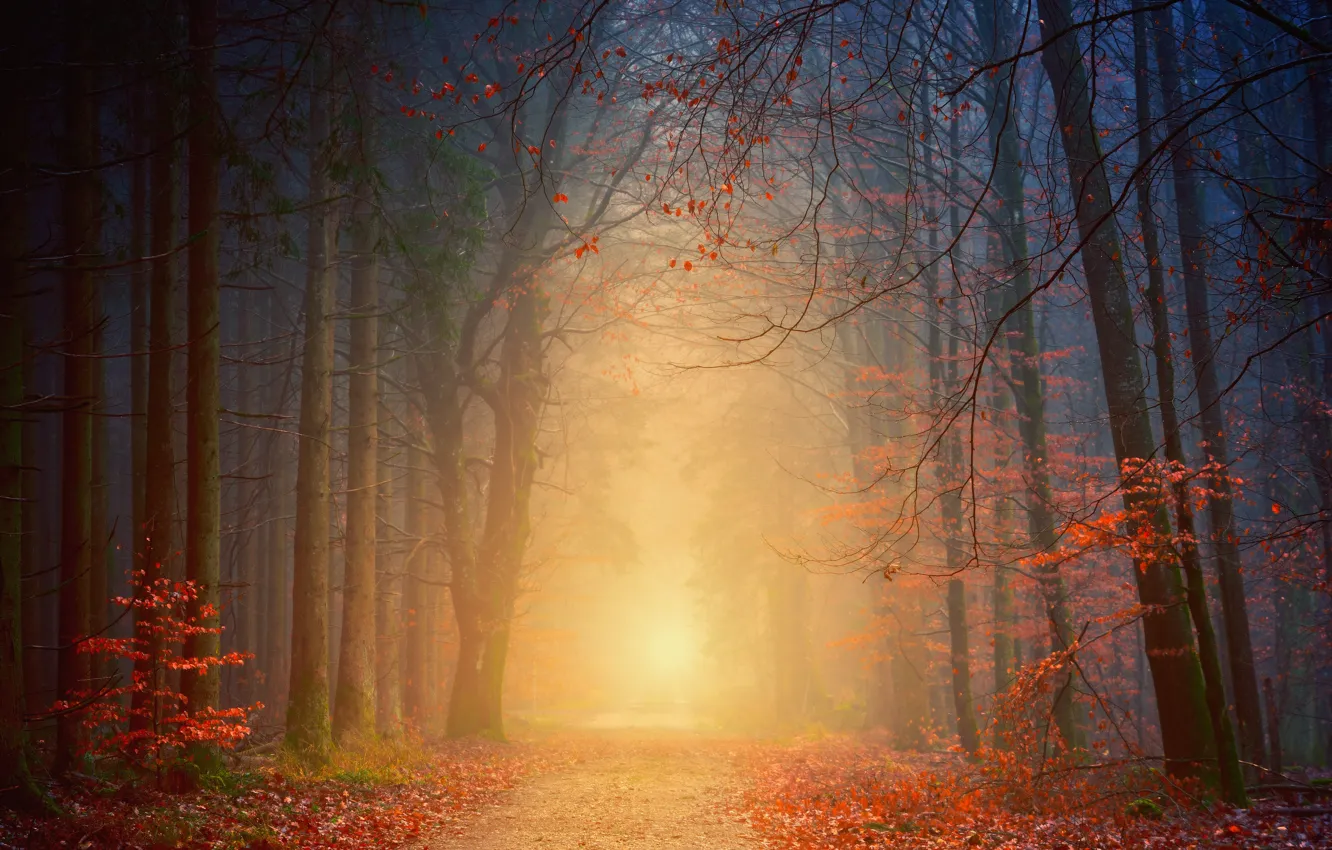 Photo wallpaper Nature, Road, Fog, Trees, Forest, Light, The way, Park