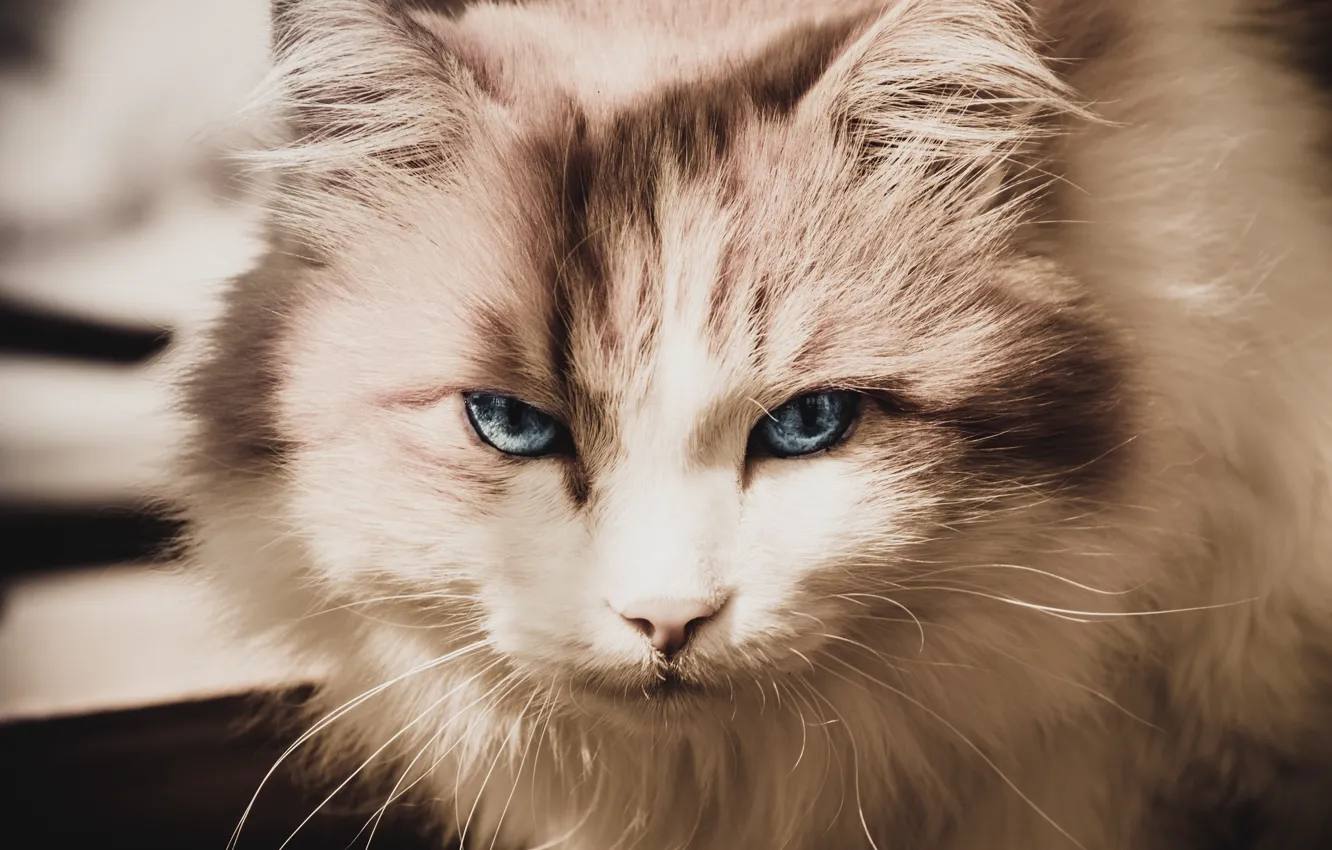 Photo wallpaper cat, cat, cat, muzzle, Tomcat