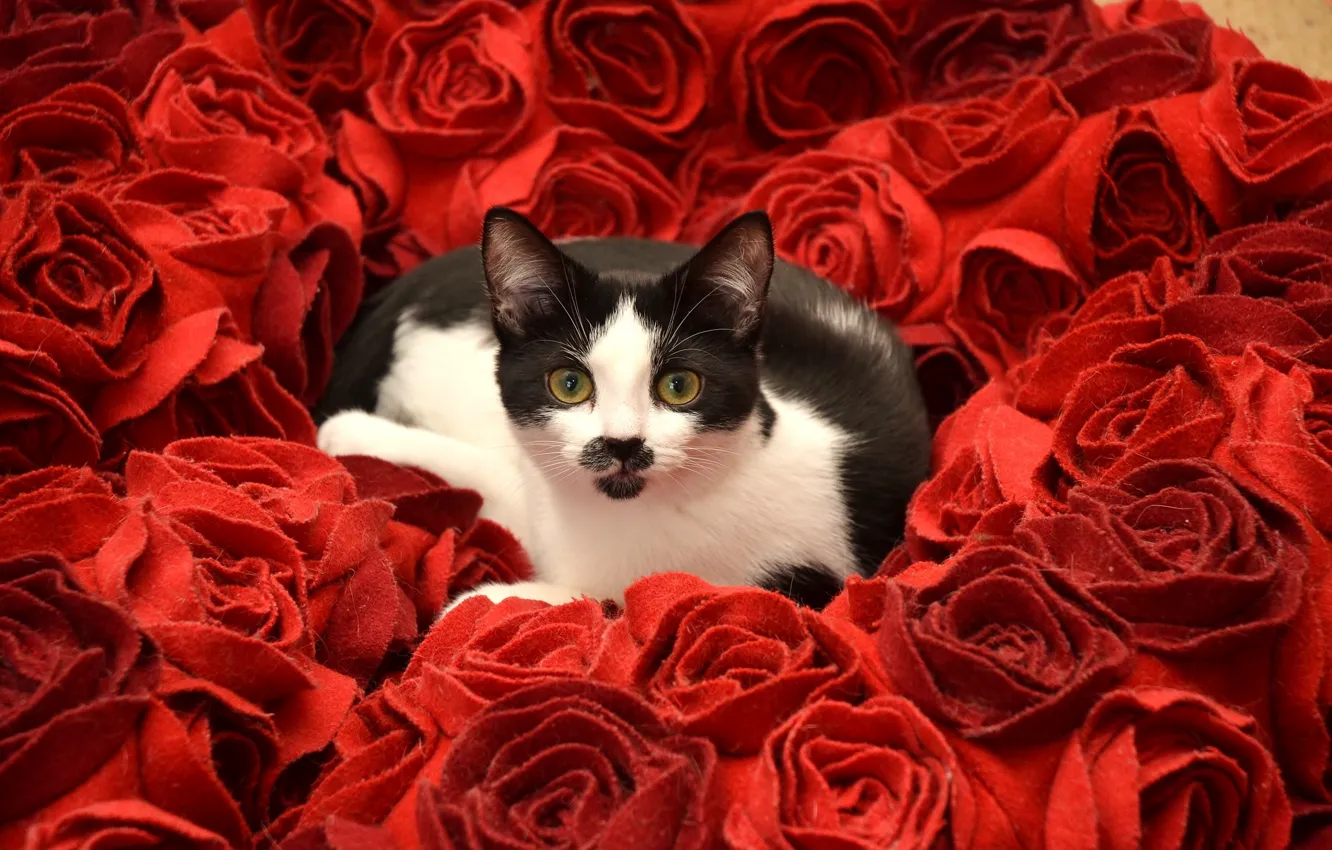 Photo wallpaper cat, look, flowers, roses