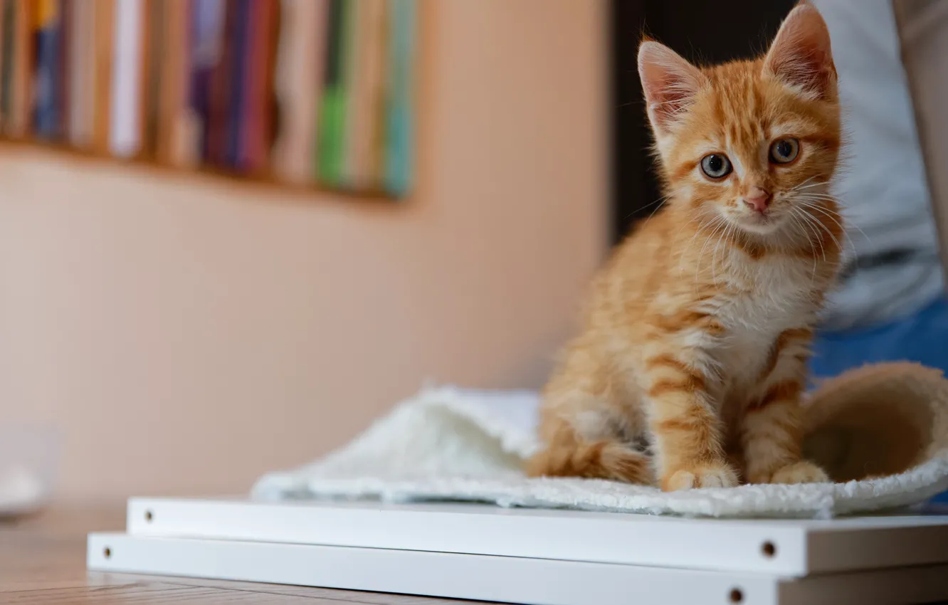 Photo wallpaper cat, look, pose, table, wall, baby, fabric, book