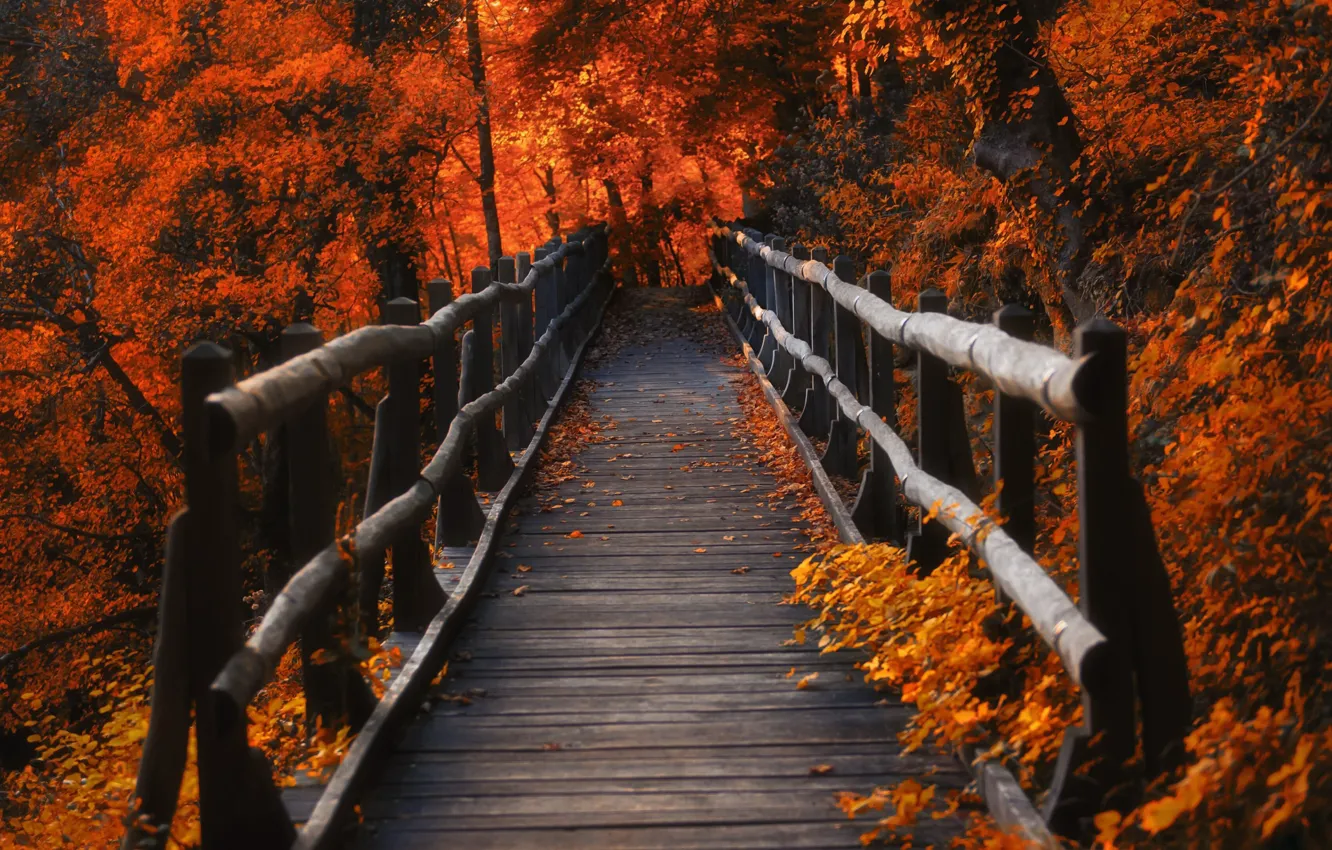 Photo wallpaper autumn, leaves, the bridge