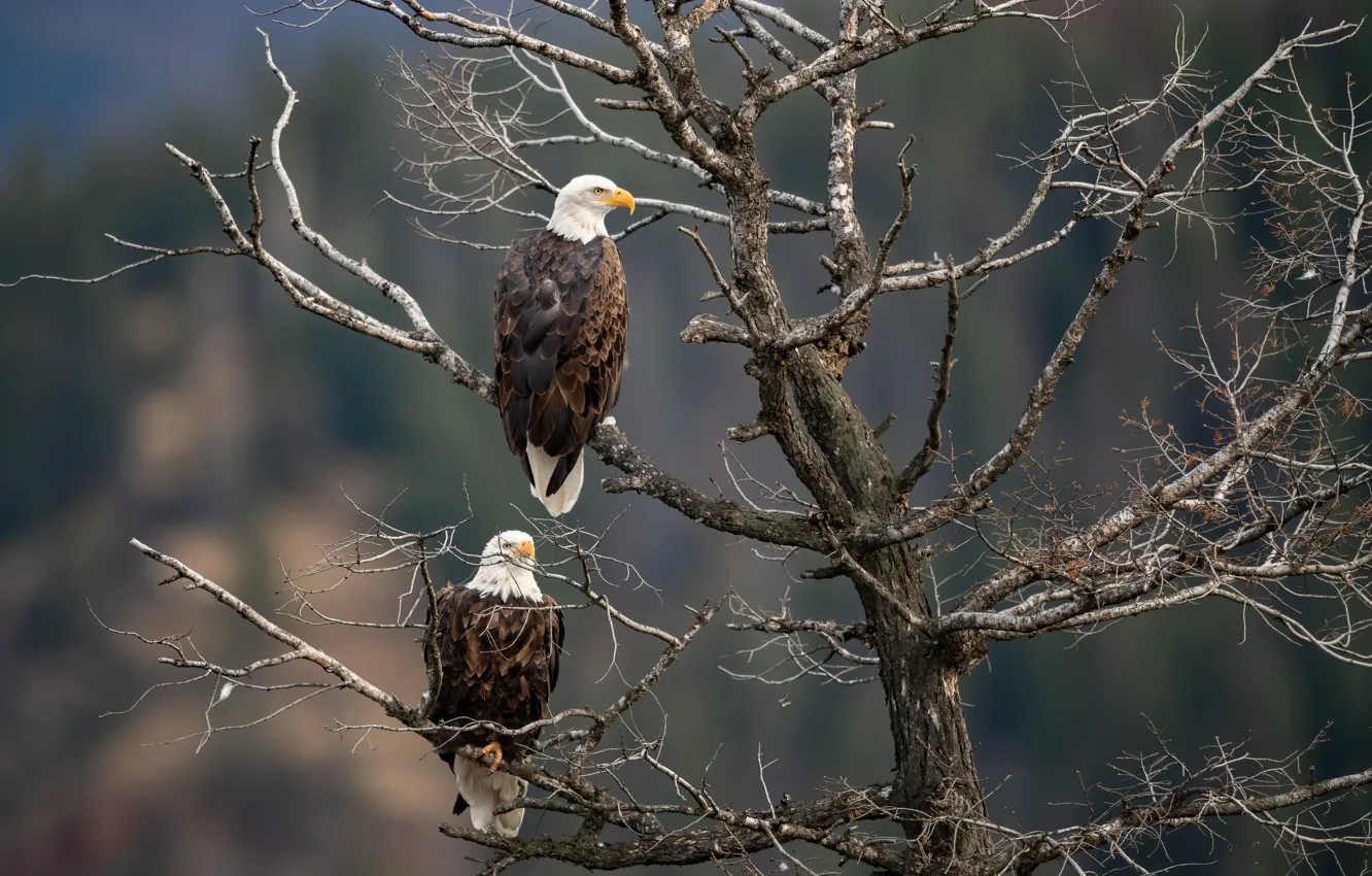 Photo wallpaper birds, branches, tree, pair, the eagles, two, bald eagle, bald eagles