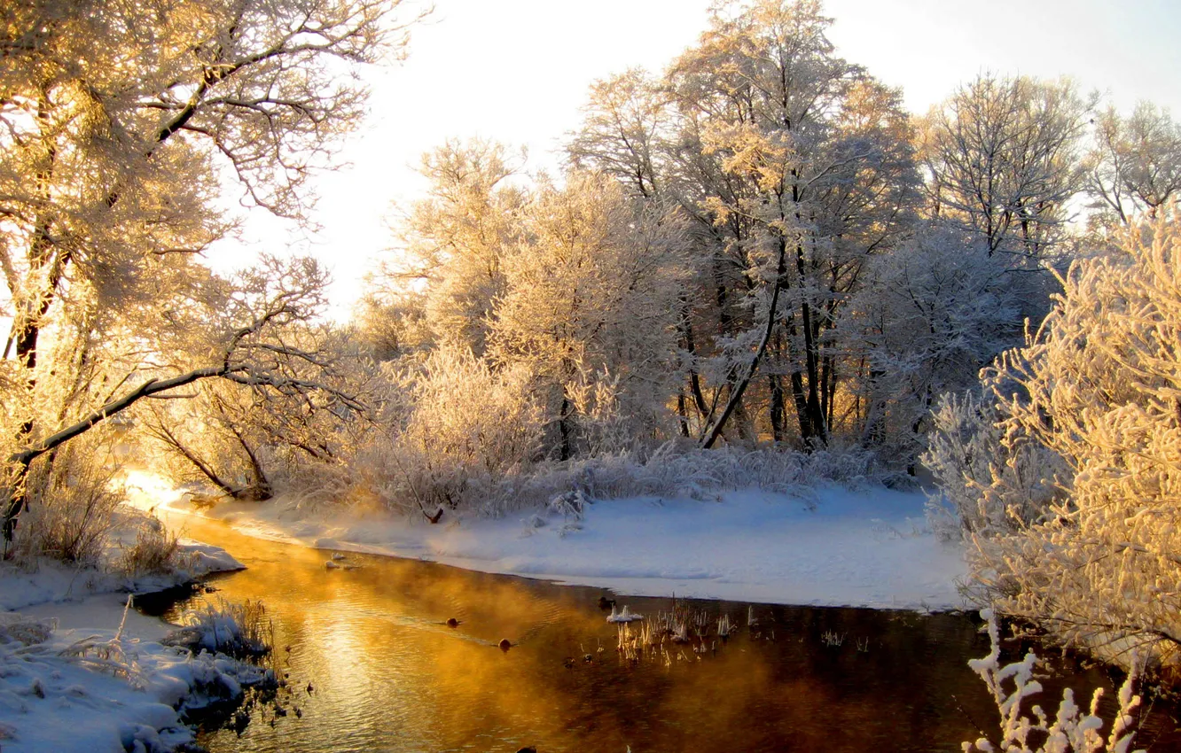 Photo wallpaper winter, forest, the sun, snow, trees, river, in frost