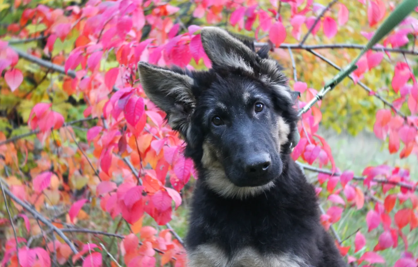 Photo wallpaper autumn, Dog, puppy