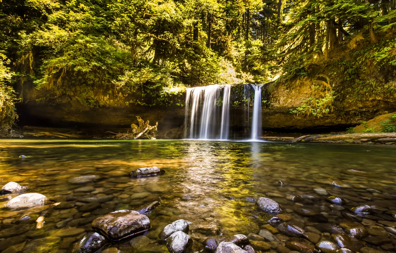 Photo wallpaper forest, trees, stream, stones, waterfall, USA, Sunny, Oregon
