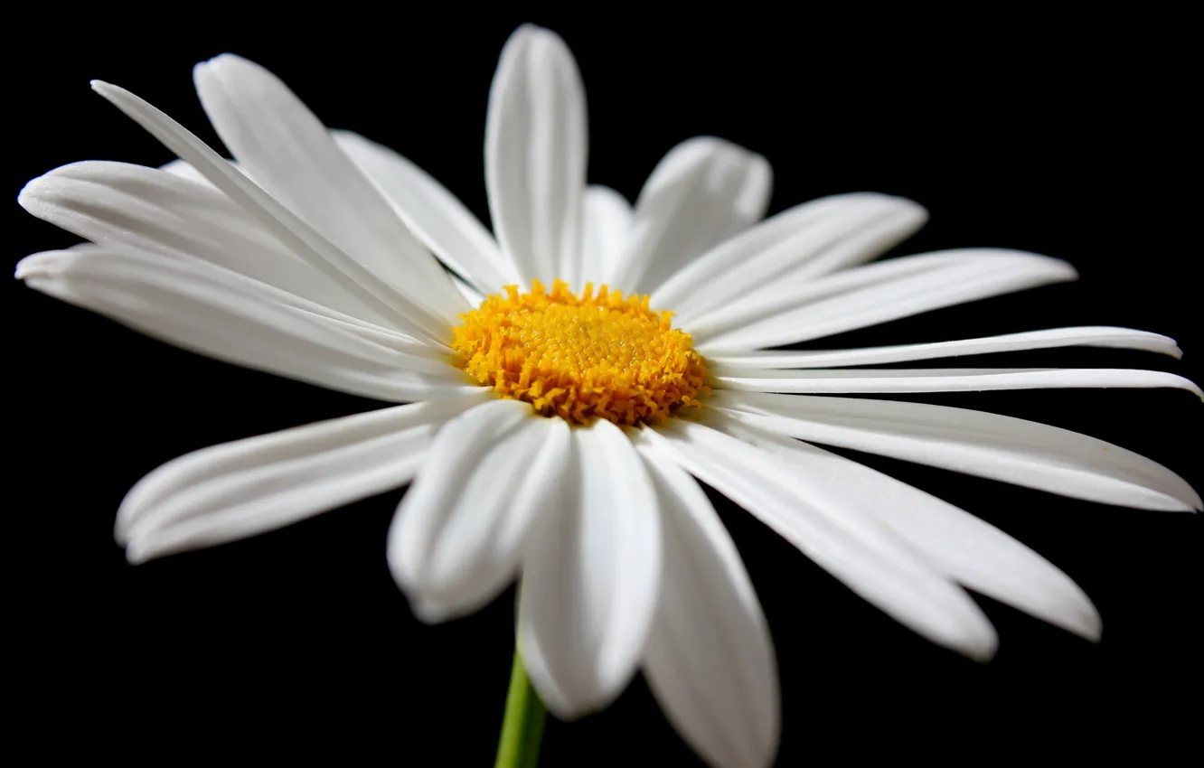 Photo wallpaper flower, petals, Daisy