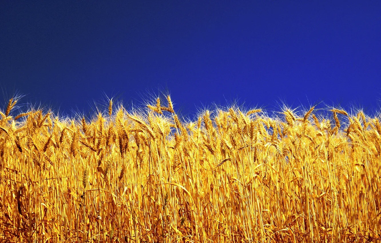Photo wallpaper the sky, bright colors, yellow grass