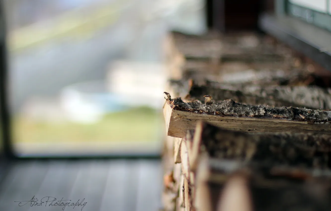 Photo wallpaper macro, log, tilt-shift