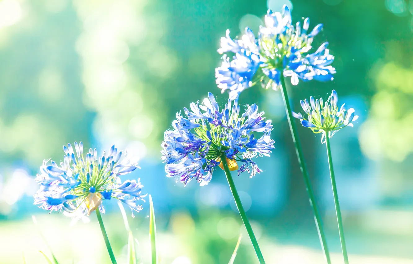 Photo wallpaper light, flowers, nature, petals, stem