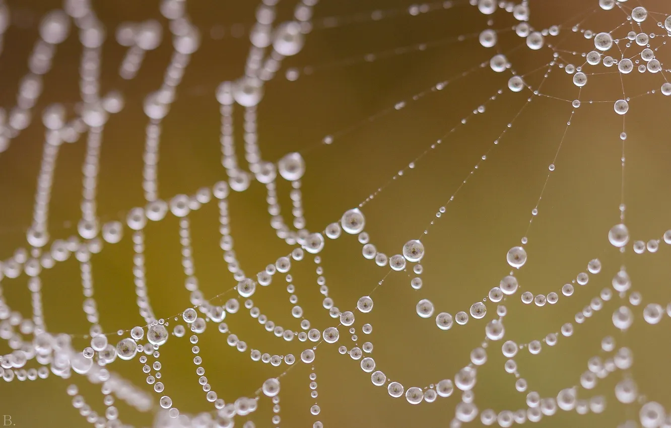 Photo wallpaper drops, macro, web