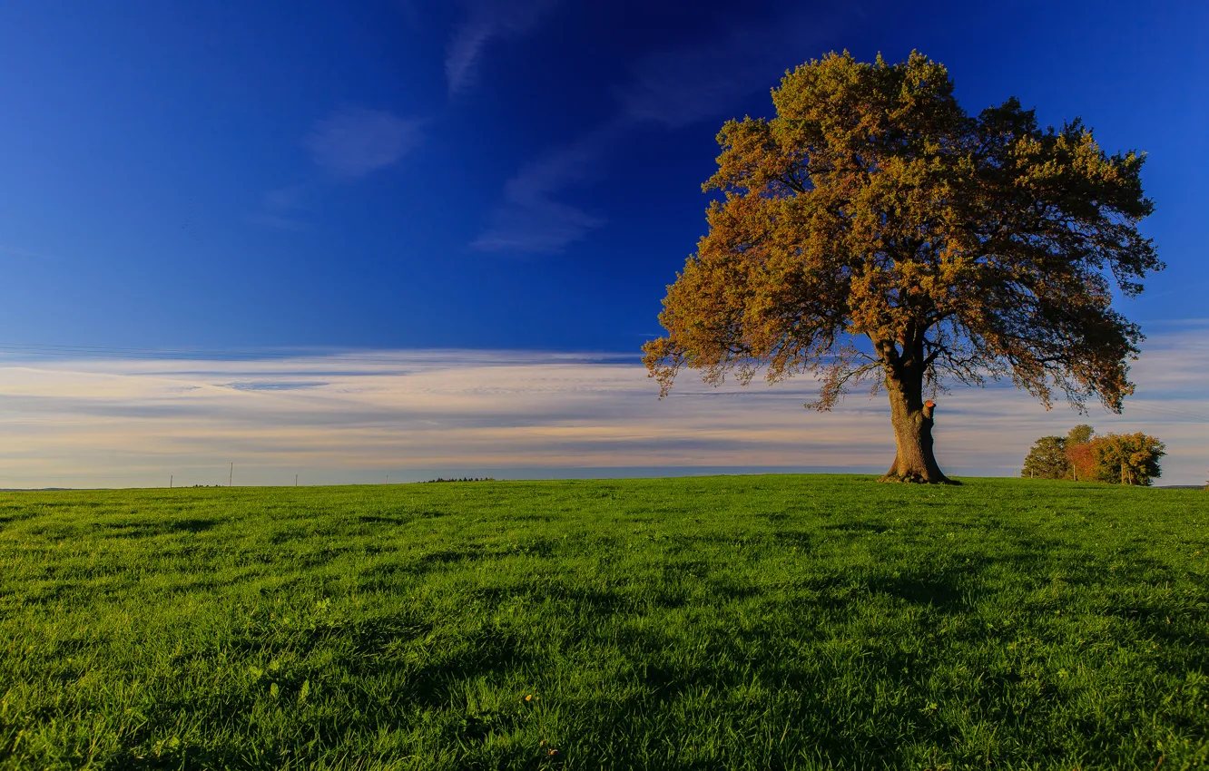 Photo wallpaper grass, tree, Germany, Bayern, horizon, meadow, Germany, Bavaria