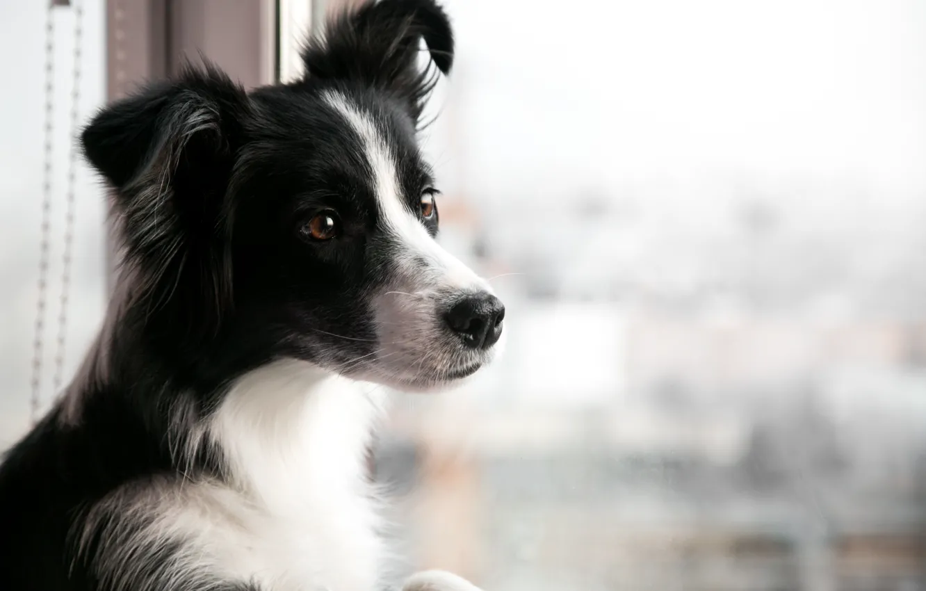 Photo wallpaper dog, window, looks, Border Collie, Border collie