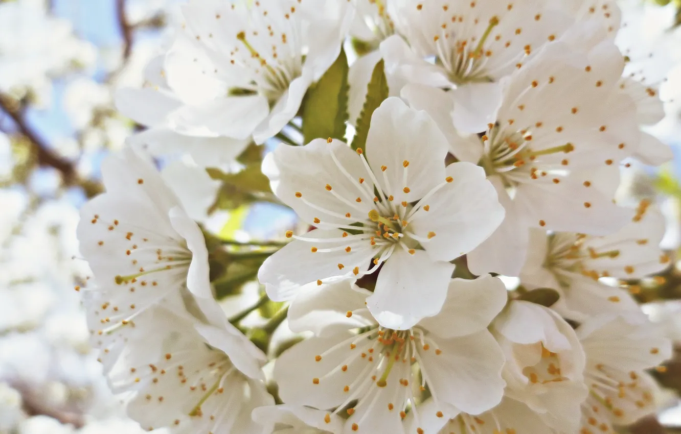 Photo wallpaper tenderness, spring, petals, garden, flowering, cherry, Belarus