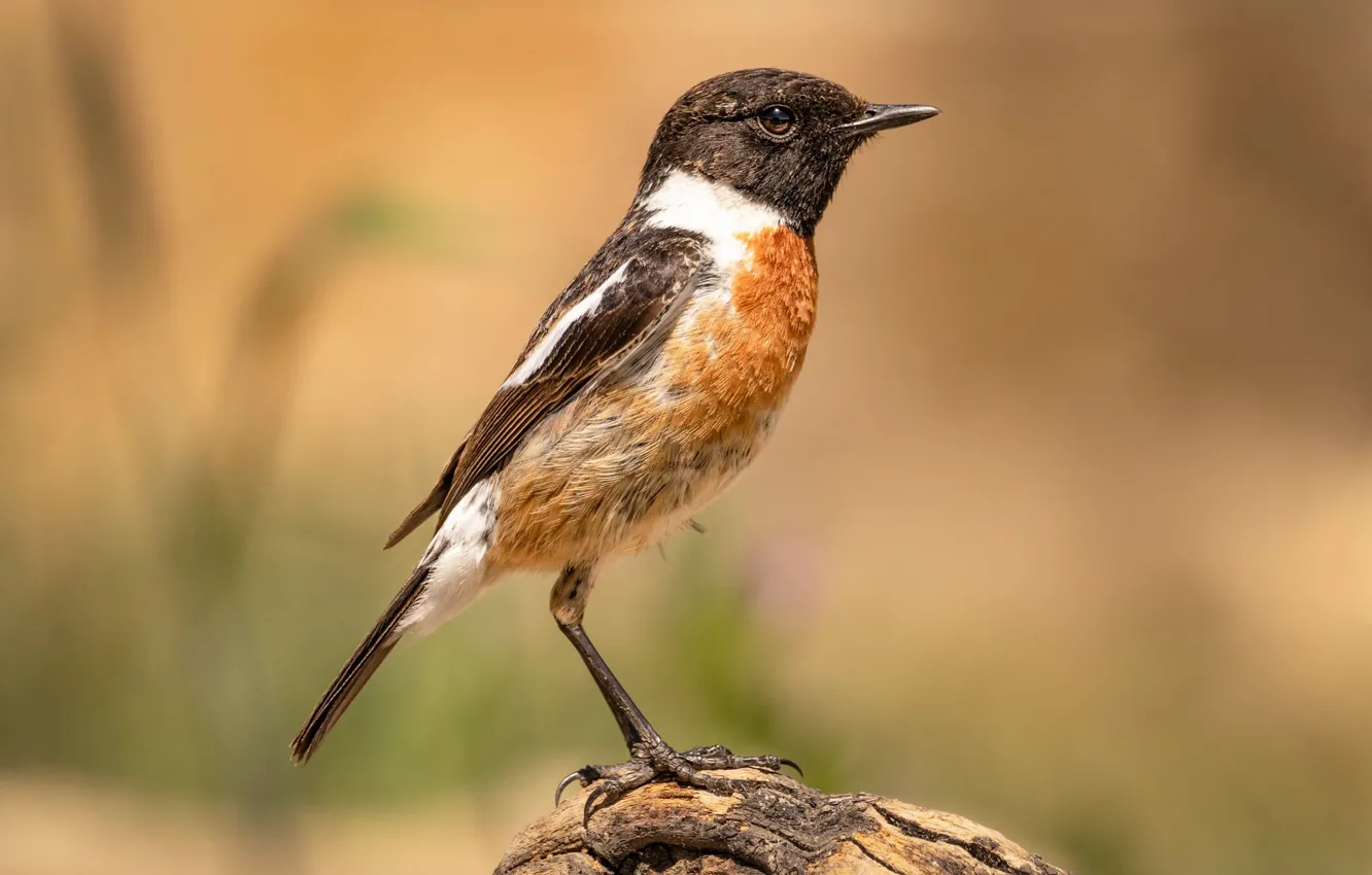Photo wallpaper bird, bokeh, stonechat