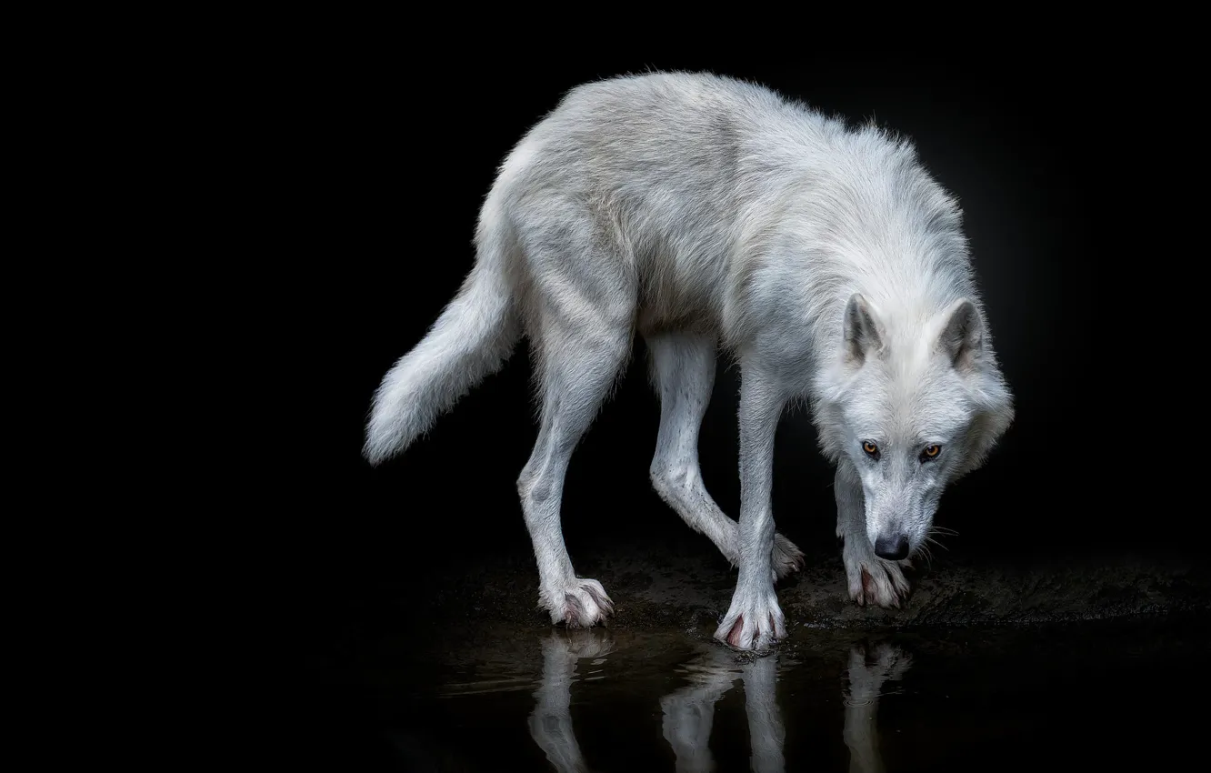 Photo wallpaper white, look, face, pose, reflection, shore, wolf, black background