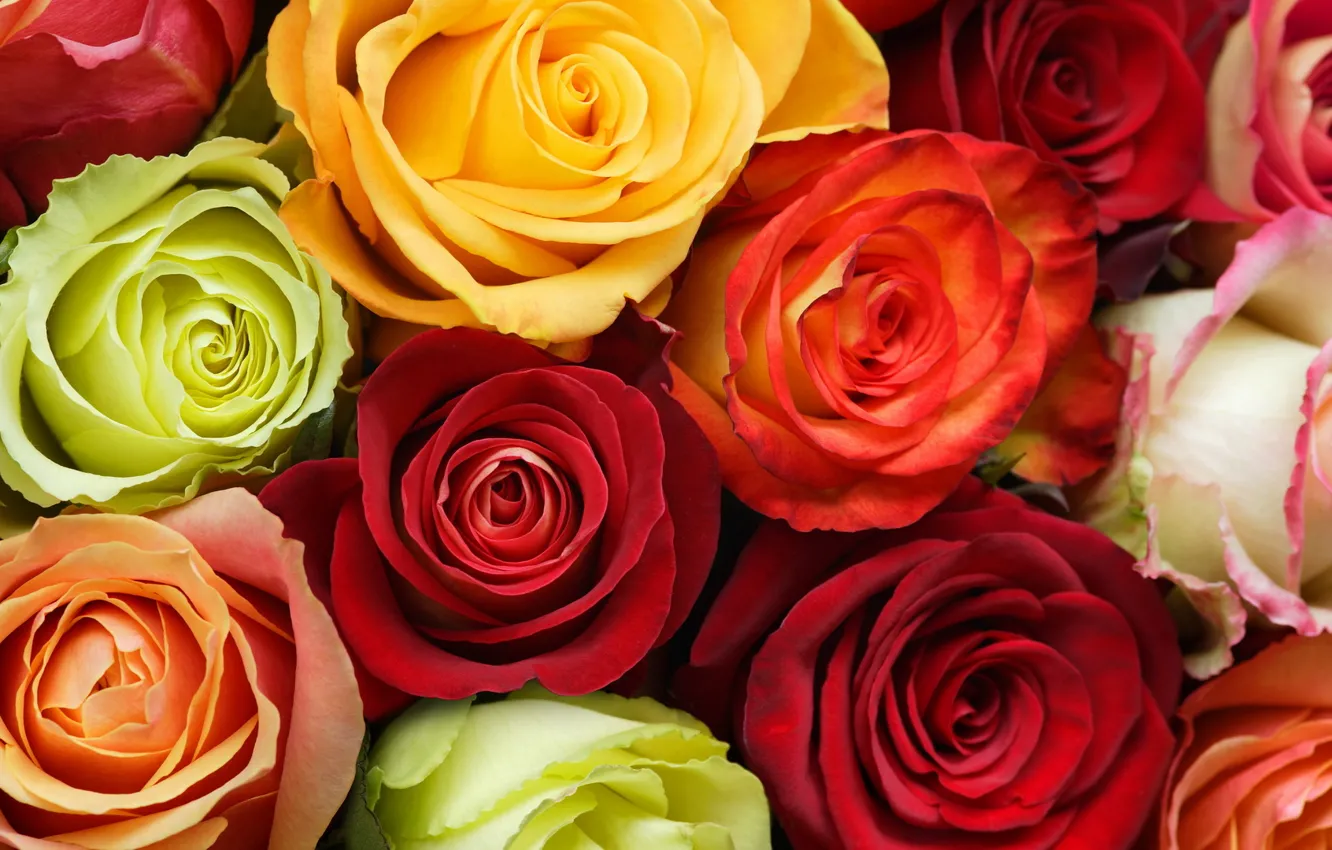 Photo wallpaper white, flowers, orange, yellow, red, green, roses, buds
