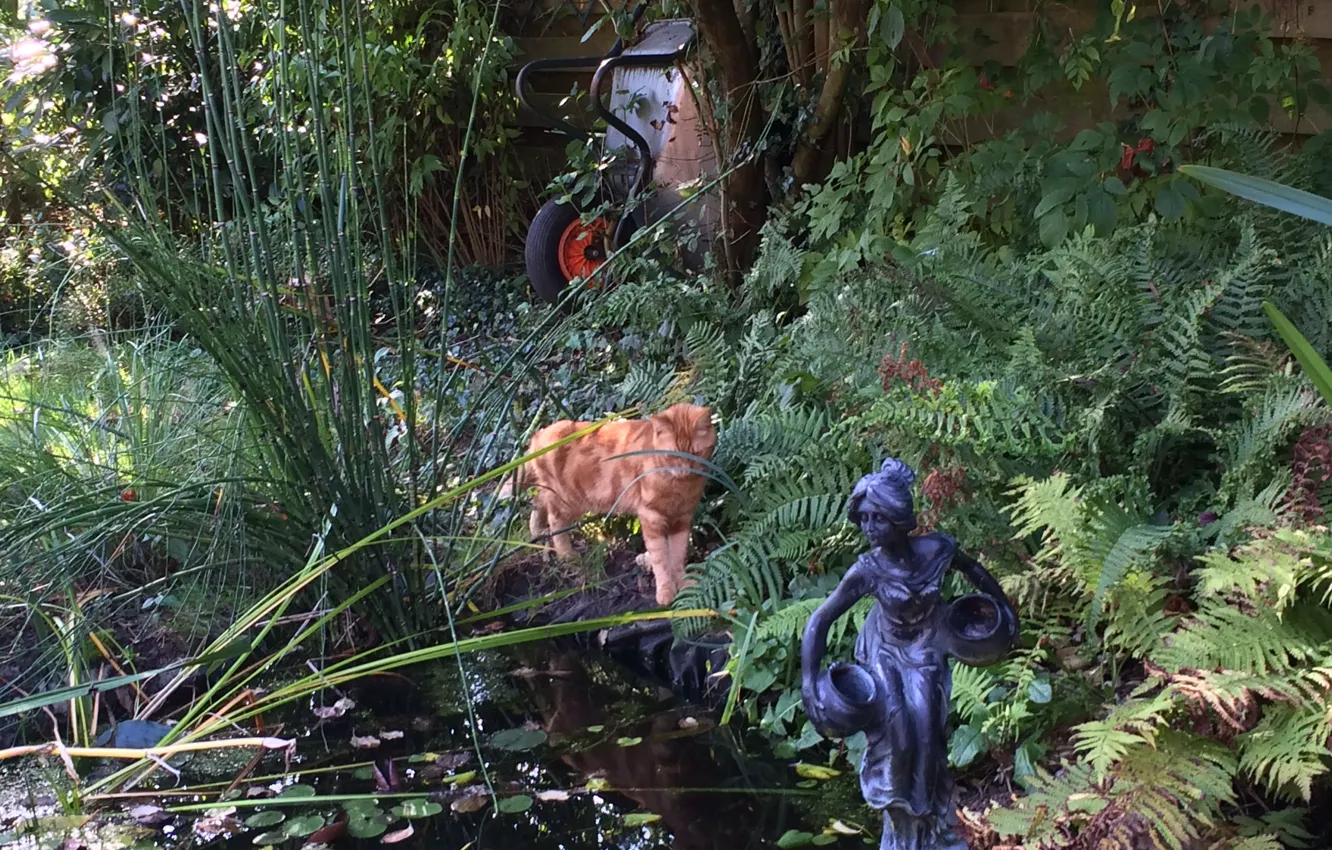 Photo wallpaper garden, pond, fall