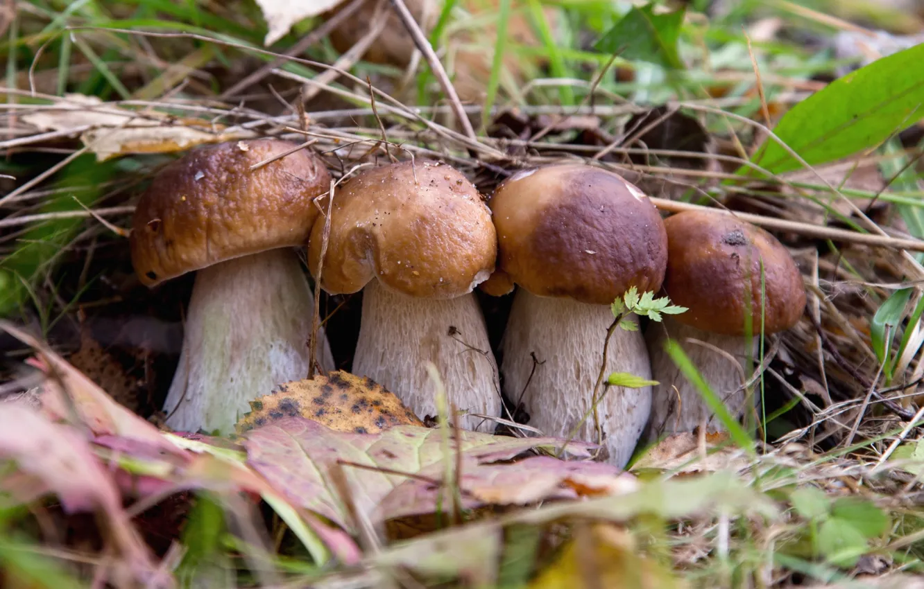 Photo wallpaper mushrooms, white mushroom, Quartet, mushrooms, handsome