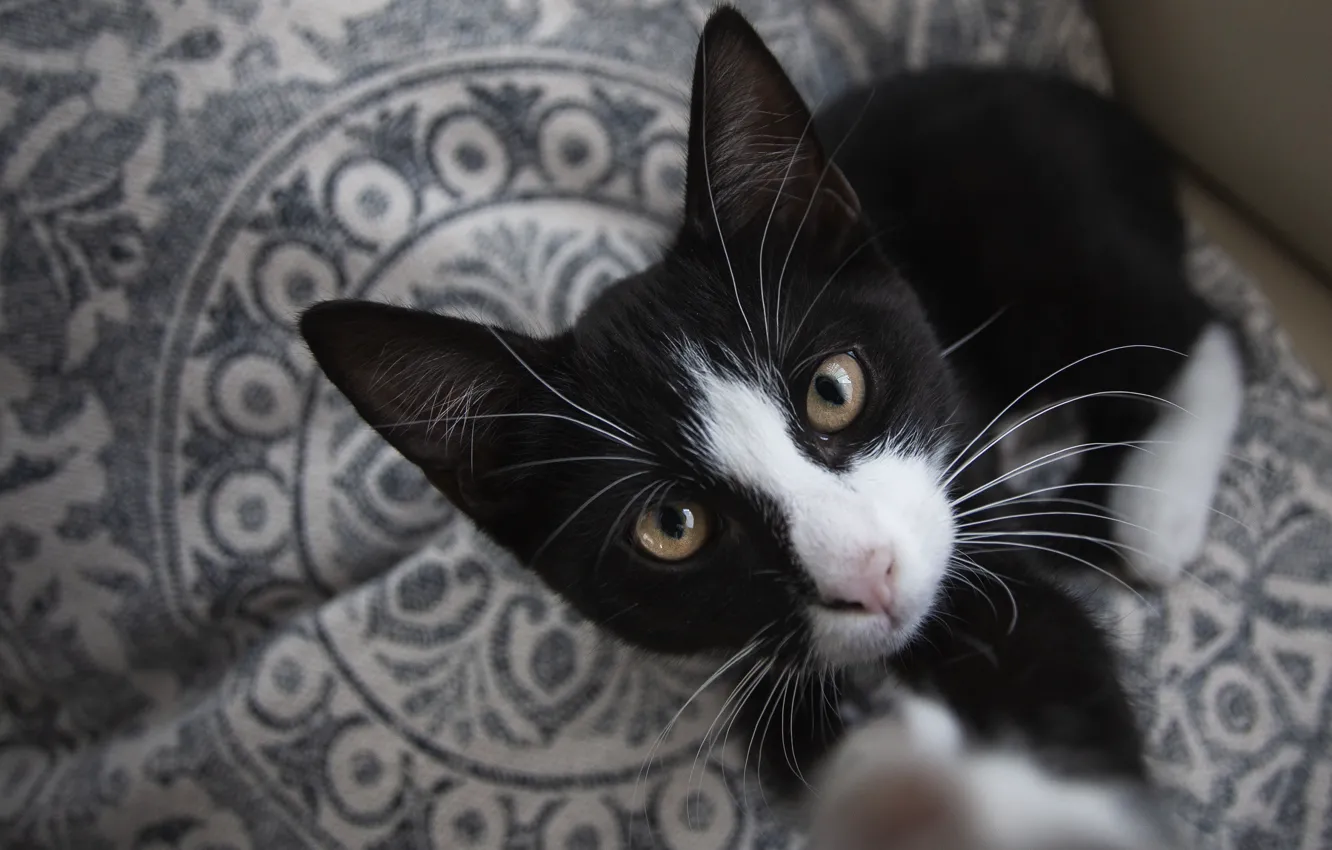 Photo wallpaper cat, cat, look, legs, black and white, kitty, face