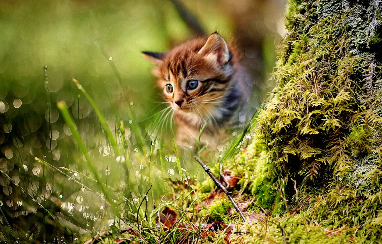 Photo wallpaper cat, look, pose, collage, kitty, face, photoart