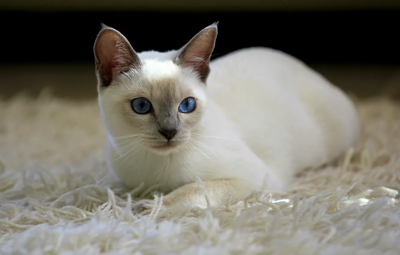 Photo wallpaper cat, cat, carpet, white