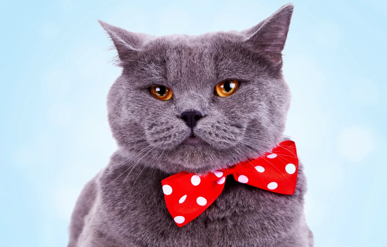 Photo wallpaper cat, cat, look, face, red, grey, portrait, cat