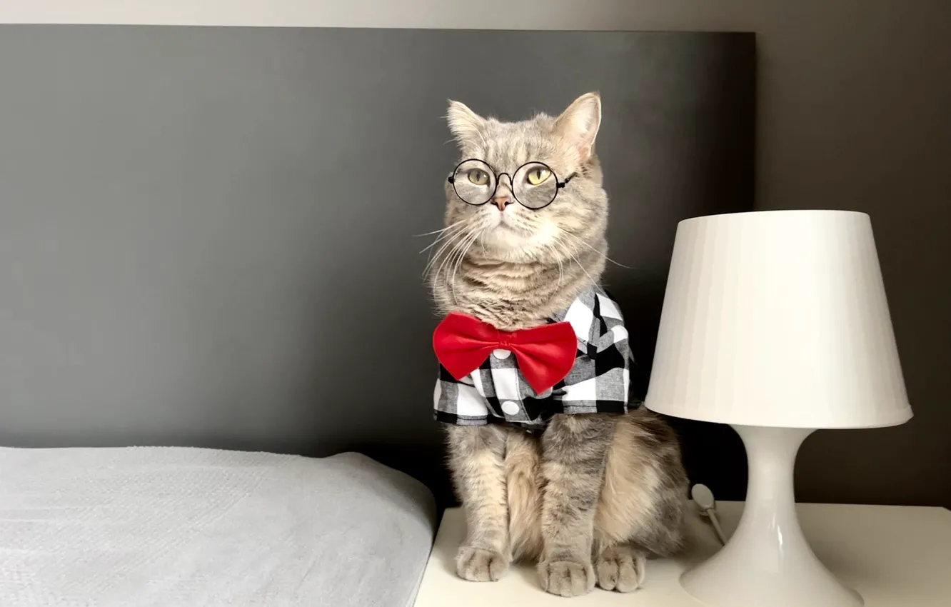 Photo wallpaper cat, cat, grey, wall, lamp, glasses, shirt, sitting