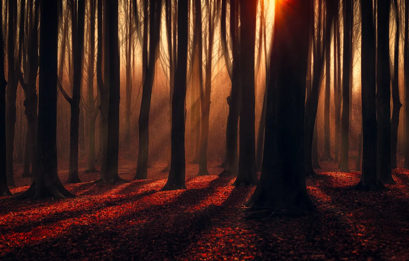 Photo wallpaper autumn, forest, leaves, the sun, rays, light, trees, branches