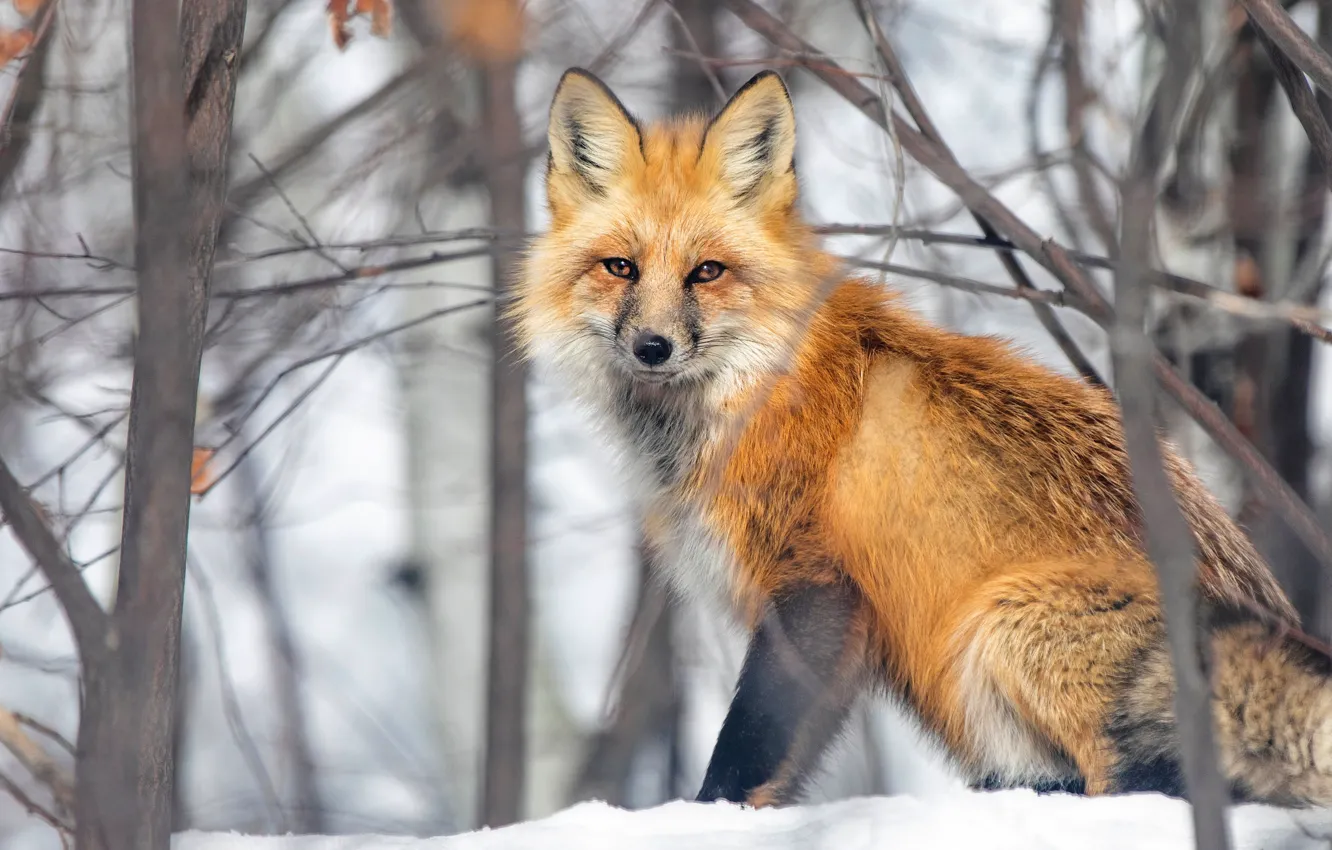 Photo wallpaper winter, look, snow, branches, Fox, Fox