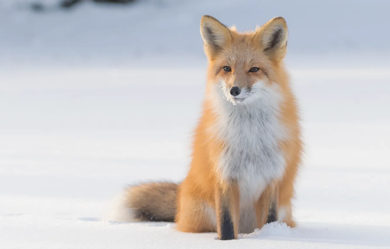 Photo wallpaper winter, look, snow, nature, Fox, the snow, red, face