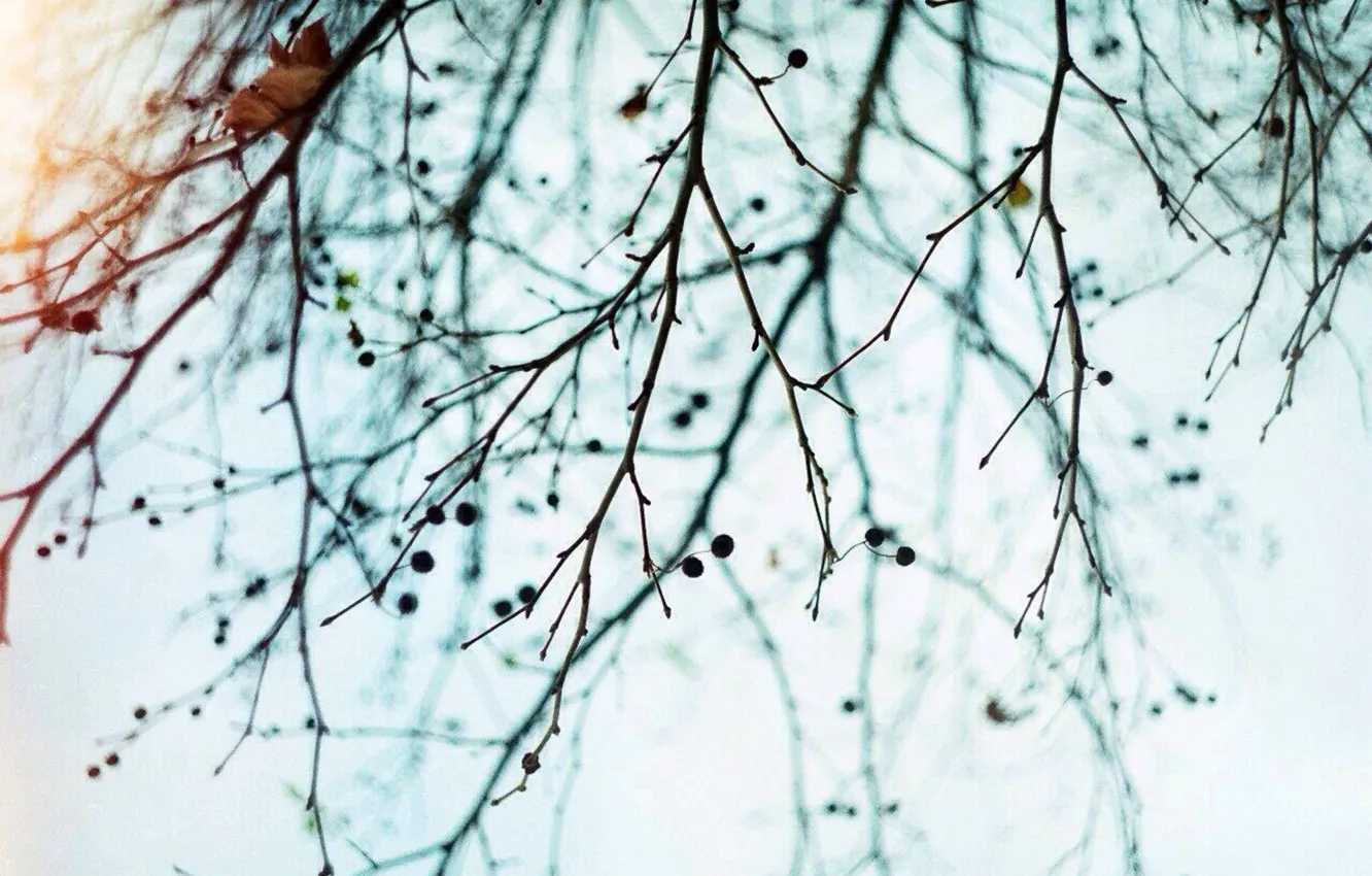 Photo wallpaper winter, the sky, sprig