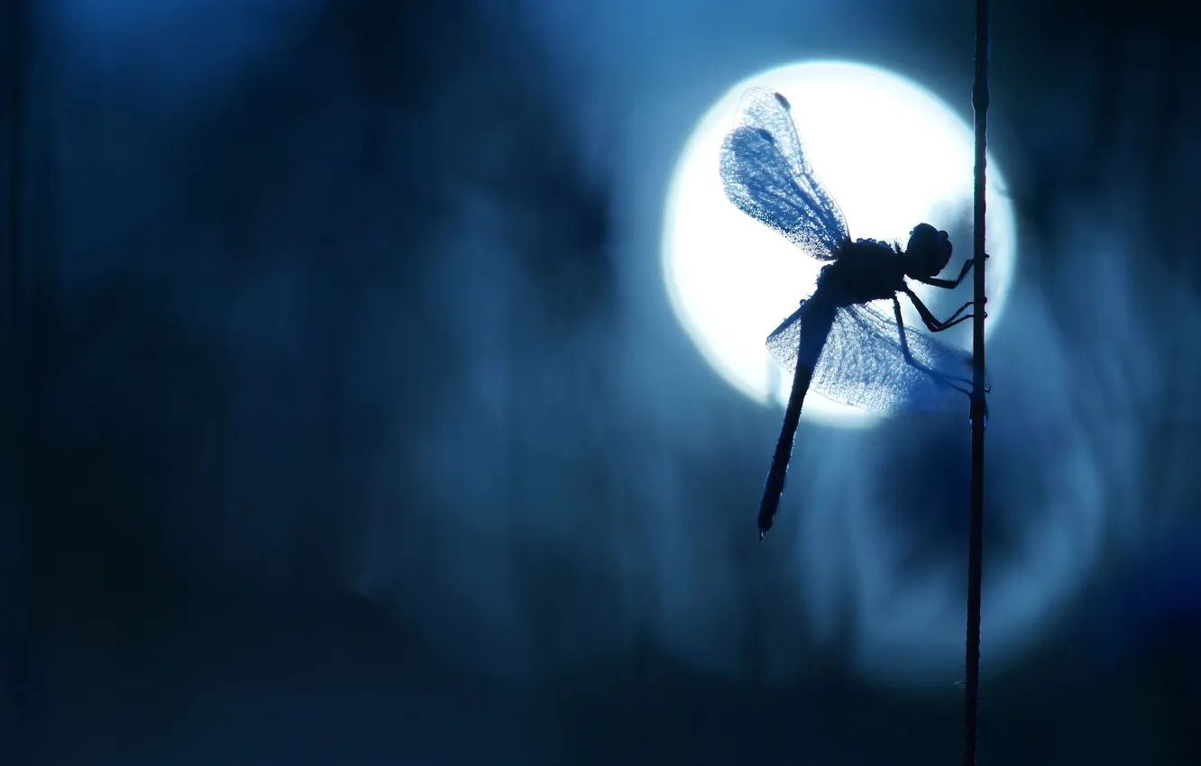 Photo wallpaper macro, light, night, the dark background, the moon, wings, dragonfly, silhouette