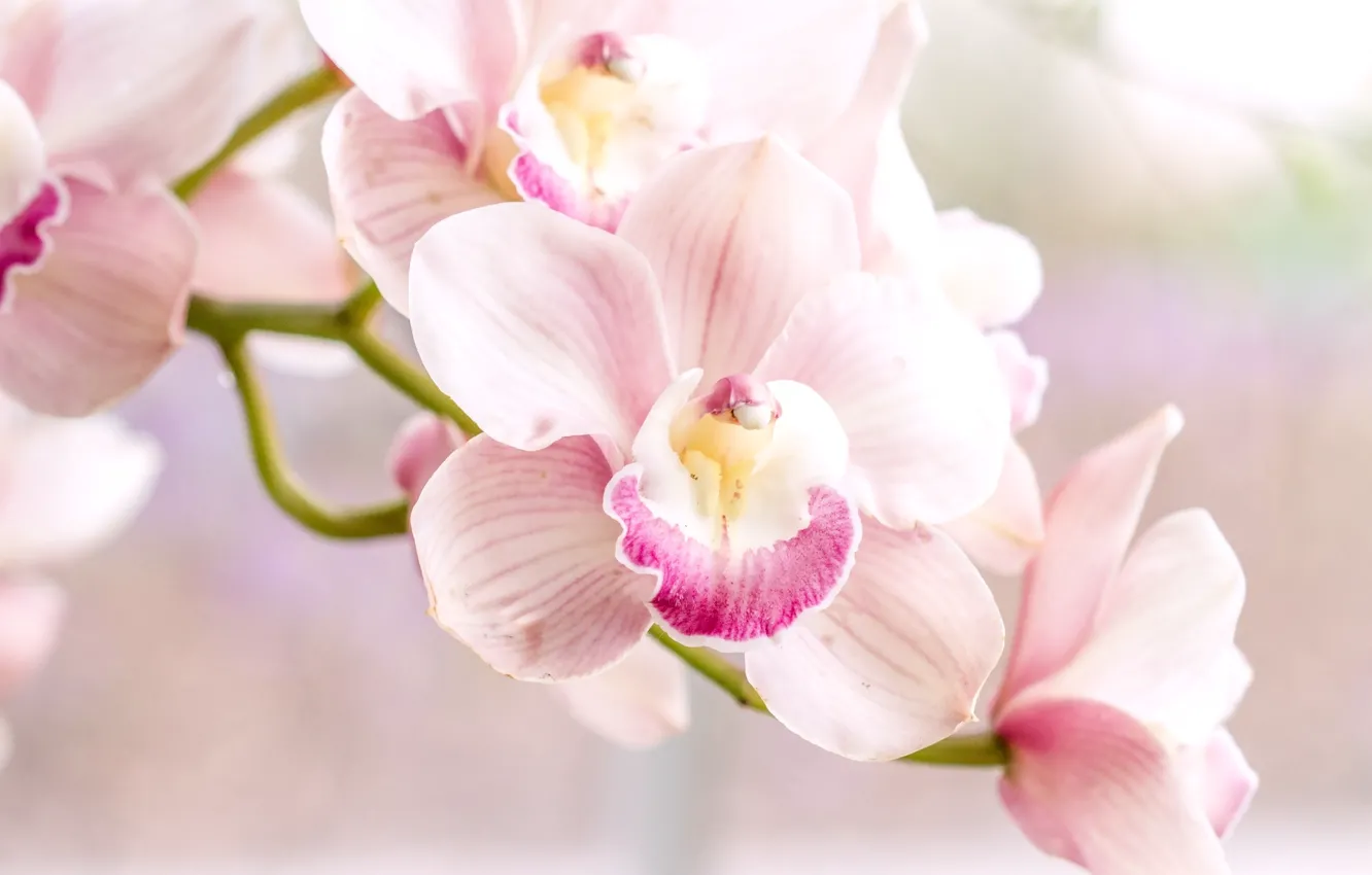 Photo wallpaper tenderness, pink, Orchid