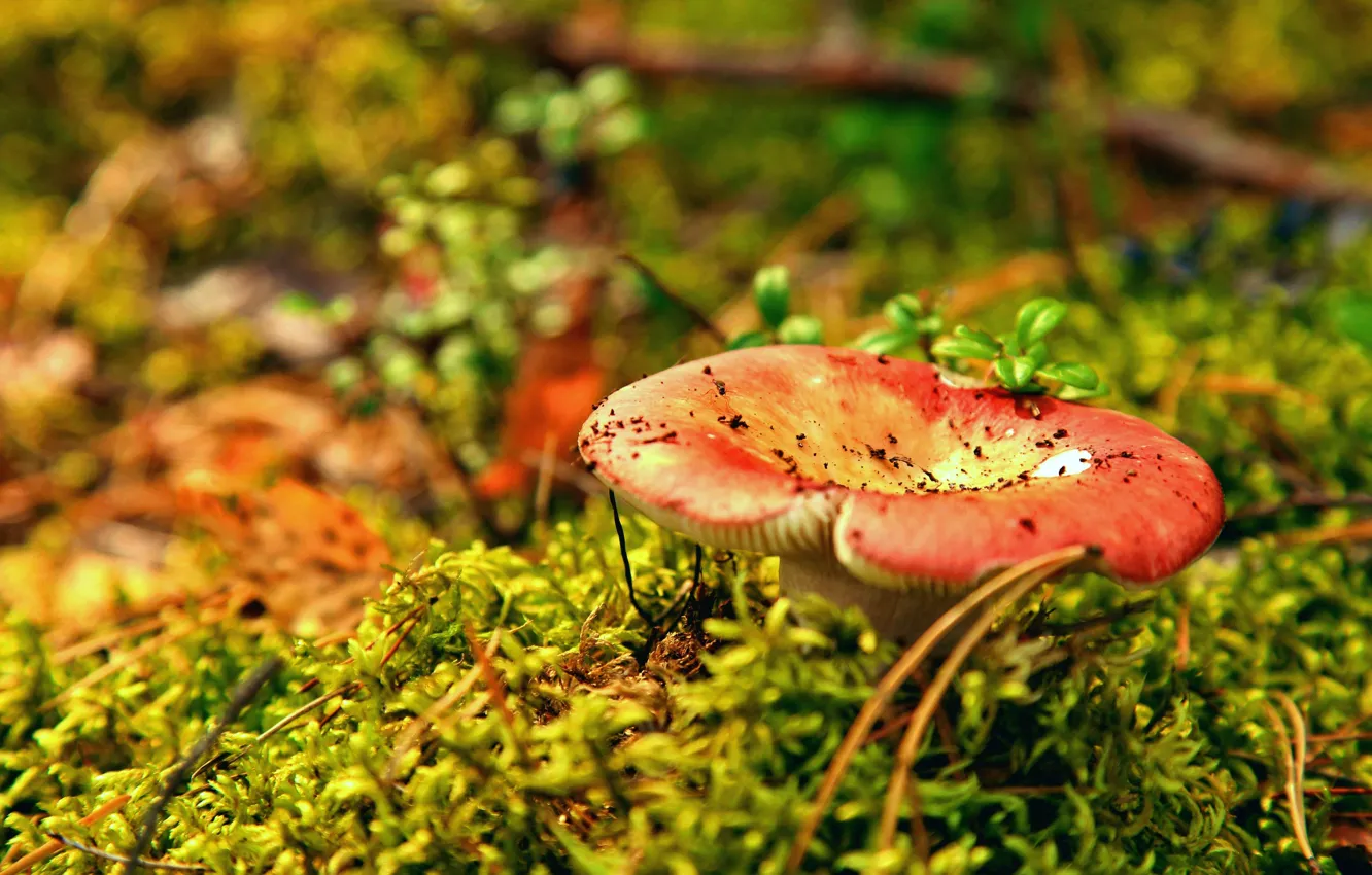 Photo wallpaper autumn, forest, mushroom, silence