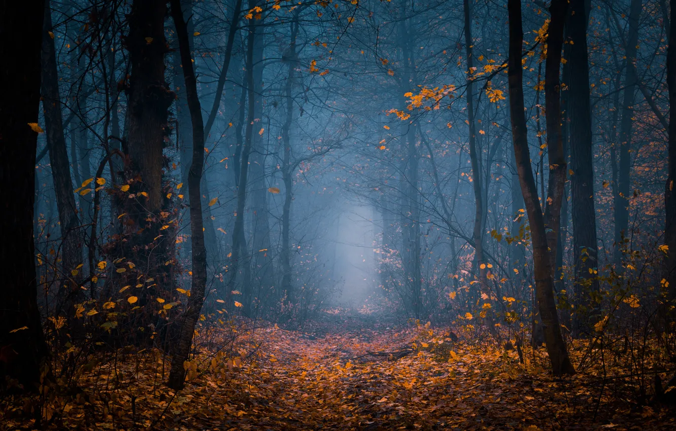 Photo wallpaper forest, trees, nature, fog, twilight