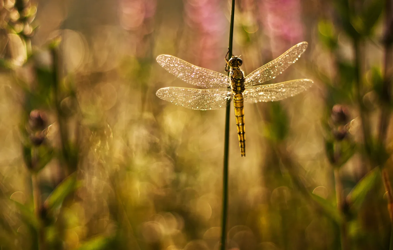 Photo wallpaper glare, background, Shine, wings, plants, dragonfly, blur, grass