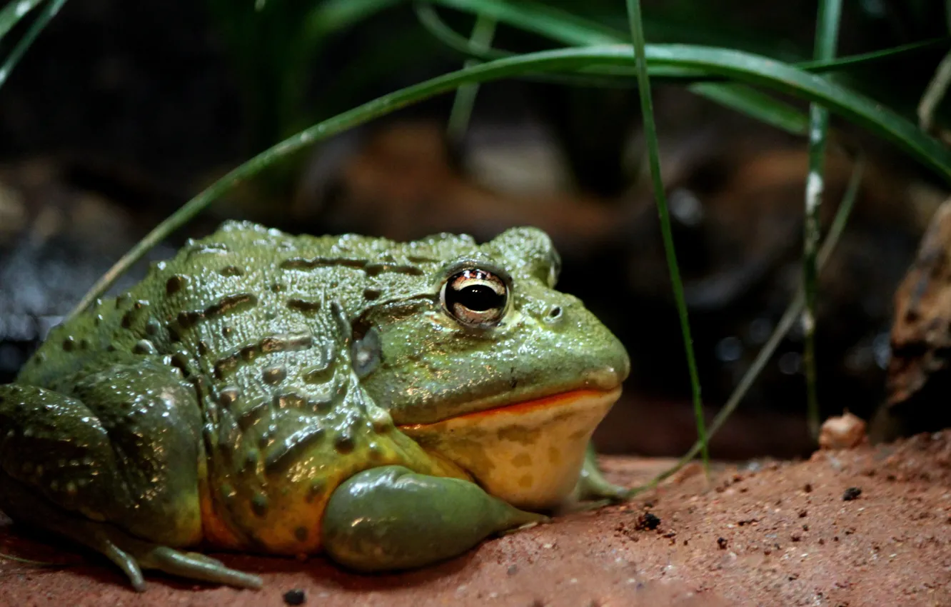 Photo wallpaper plants, reptile, Toad