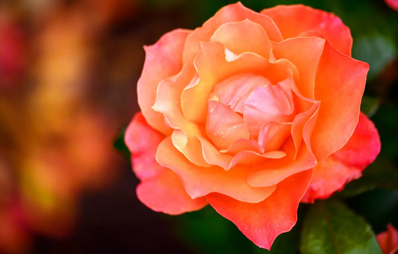 Photo wallpaper macro, roses, fire