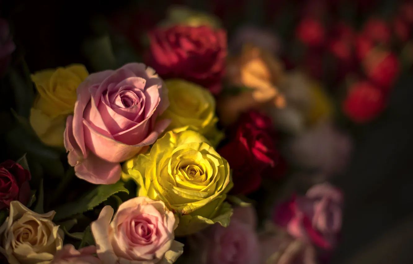 Photo wallpaper roses, bouquet, petals, Bud