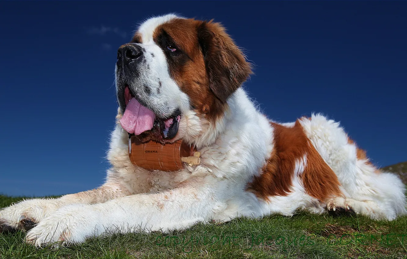 Photo wallpaper dog, texture, St. Bernard, lifeguard