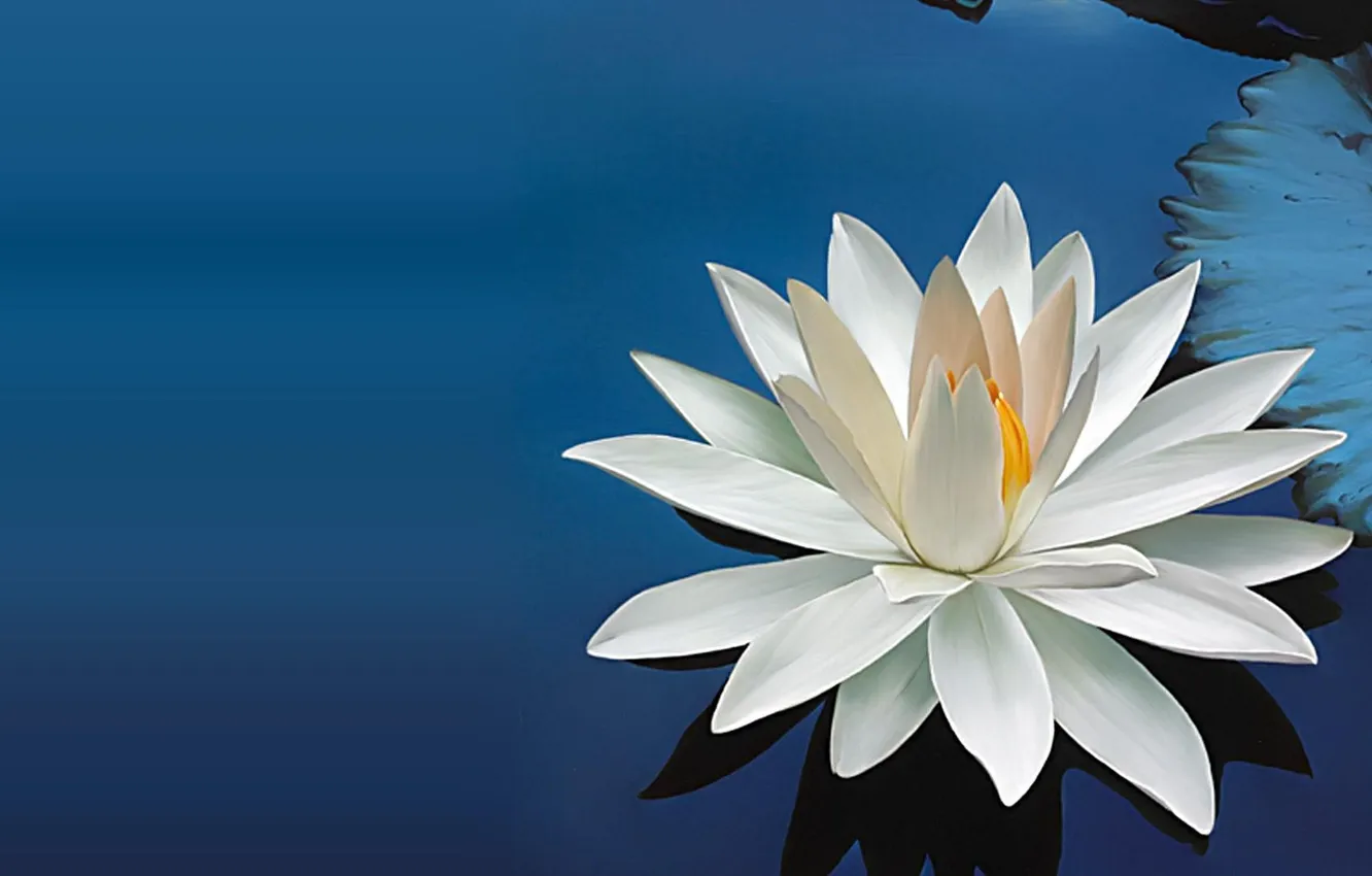 Photo wallpaper water, lily, bloom, Serene