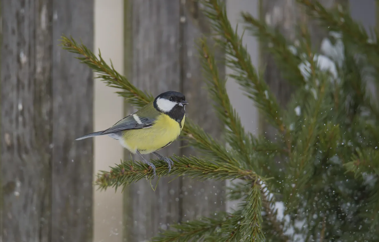 Photo wallpaper snow, bird, tit, sitting on a branch