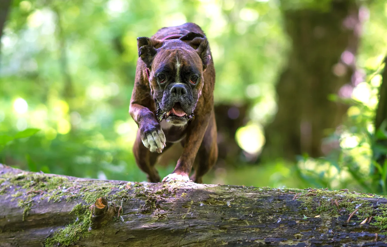 Photo wallpaper look, each, dog