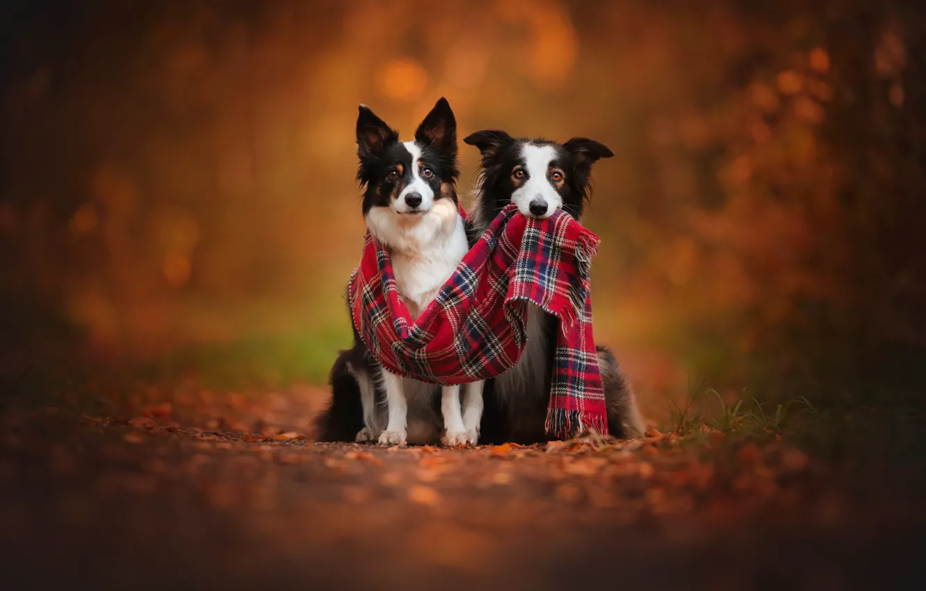 Photo wallpaper autumn, dogs, two, scarf, pair