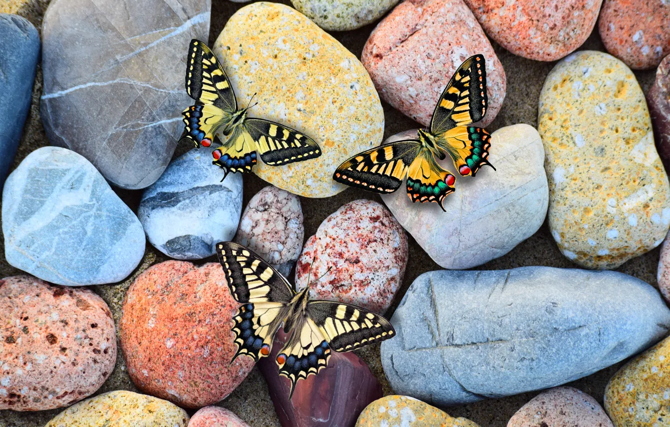 Photo wallpaper stones, spring, butterflies, wing
