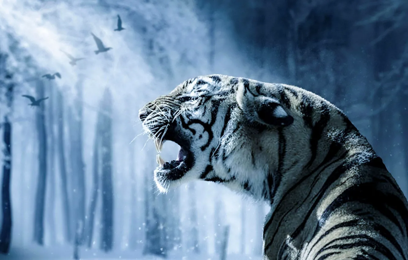 Photo wallpaper tiger, predator, fangs, grin, side, big cat