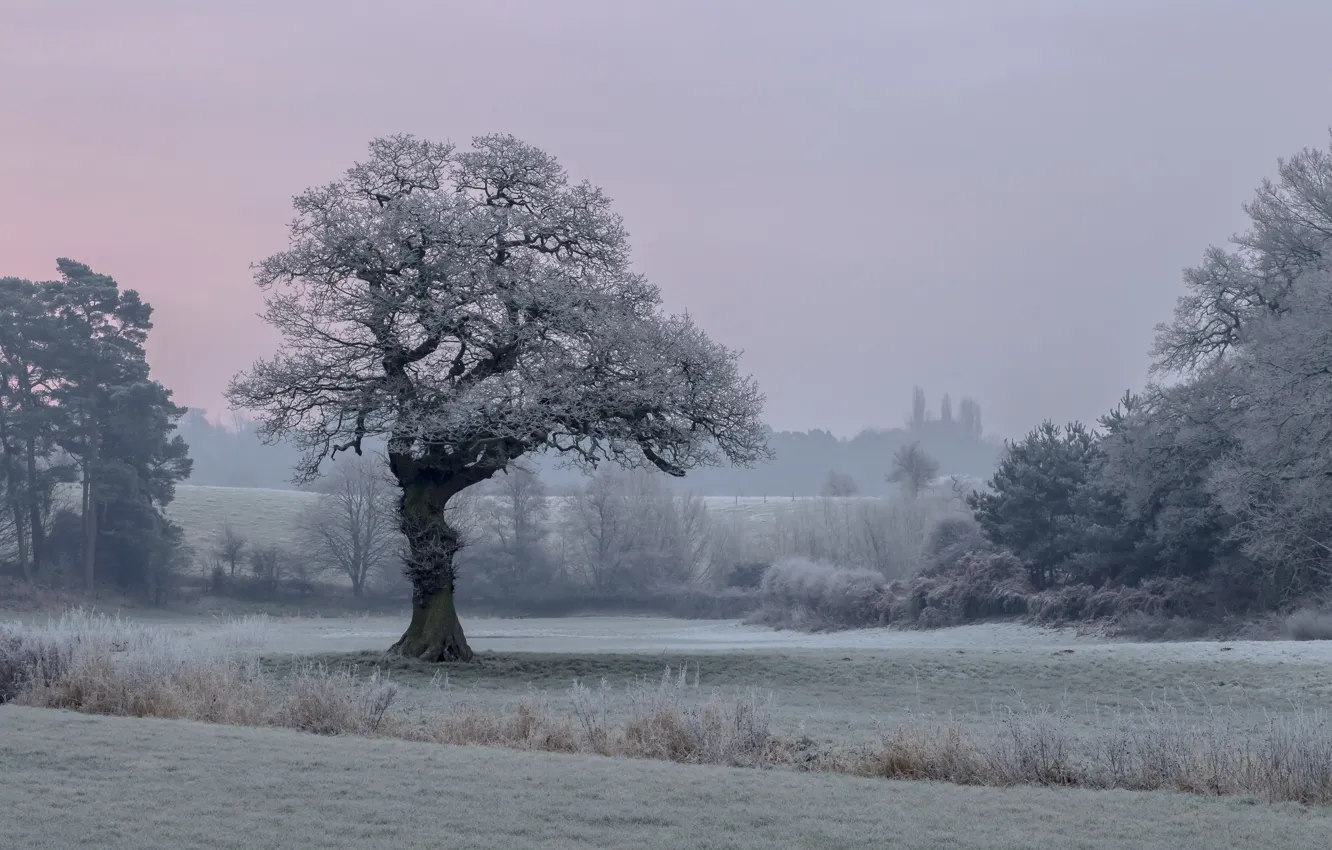 Photo wallpaper field, trees, morning
