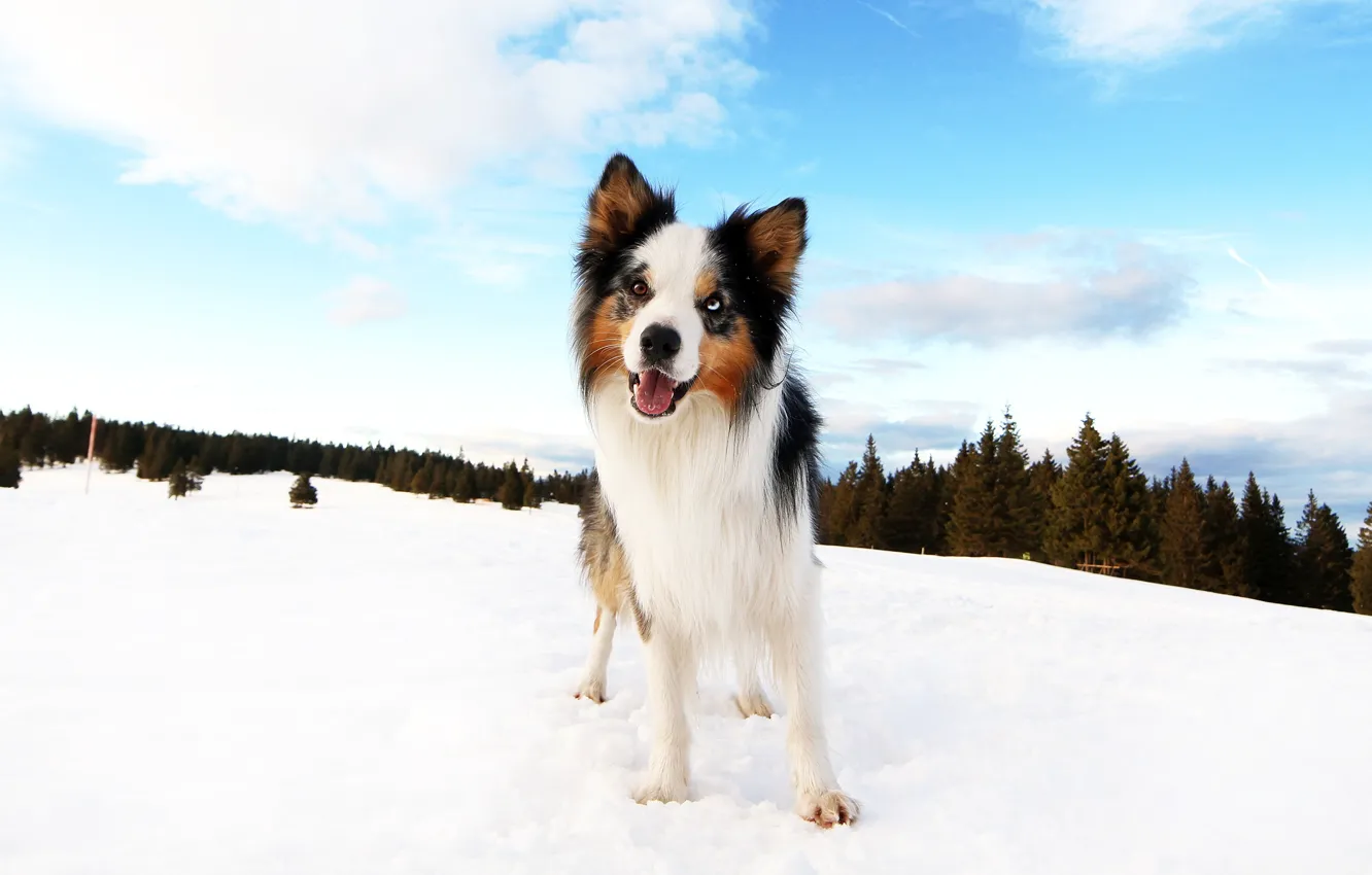 Photo wallpaper winter, forest, clouds, snow, blue, dog, puppy, the border collie