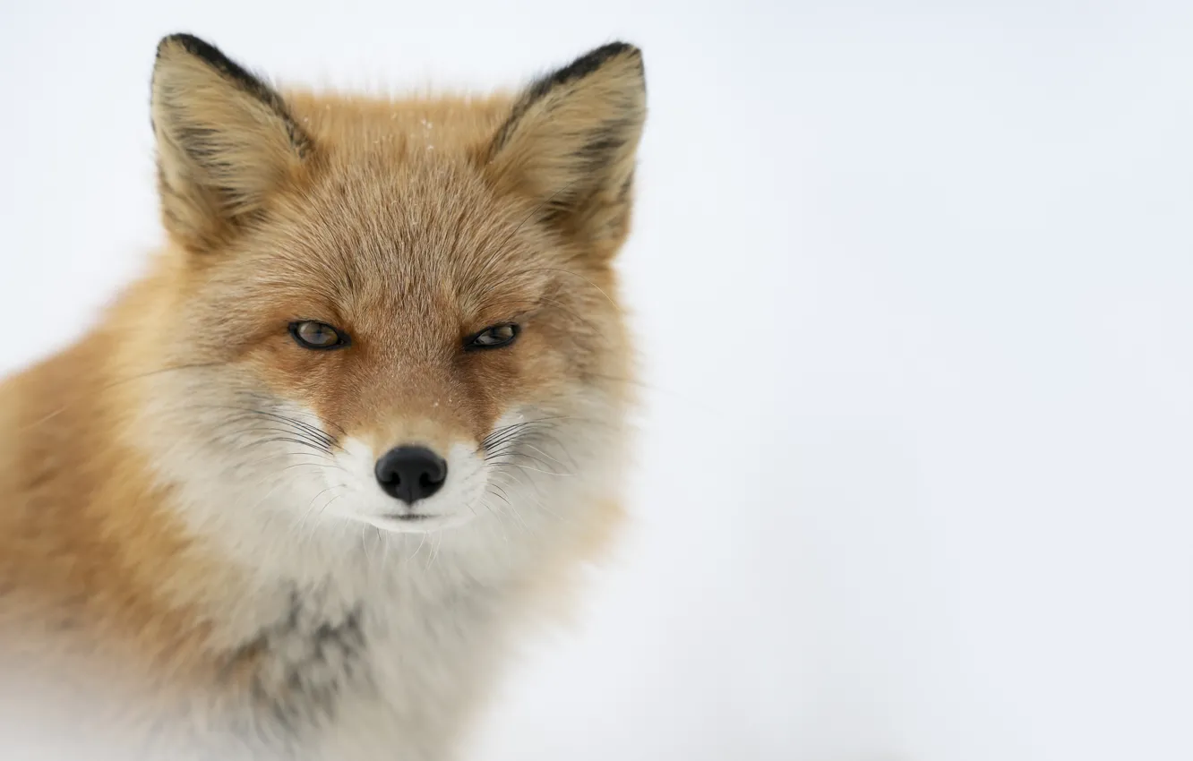 Photo wallpaper winter, look, snow, portrait, Fox, white background, red, face